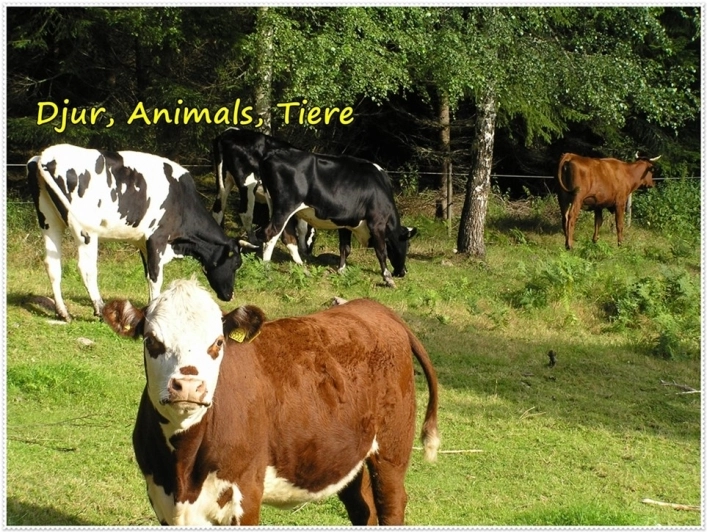 Målsånna Camping Park - zdjęcie 3