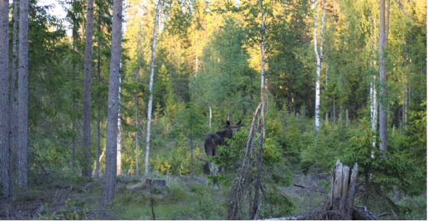 zobacz camping - zdjęcie 12