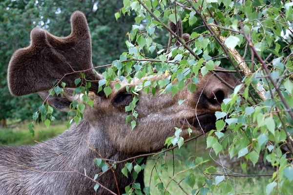 Mycklaflons Camping - zdjęcie 4