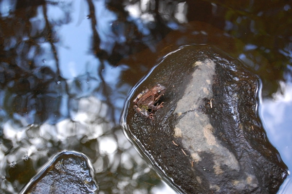 Mycklaflons Camping - zdjęcie 3