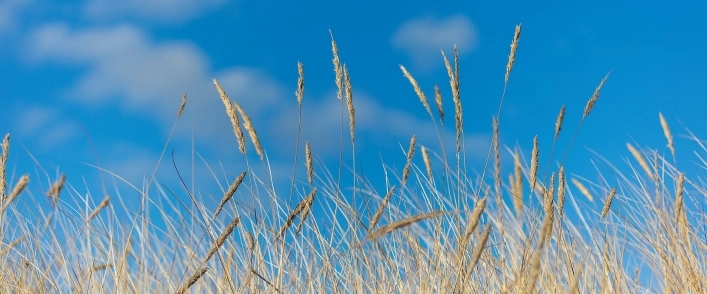 zobacz camping - zdjęcie 20