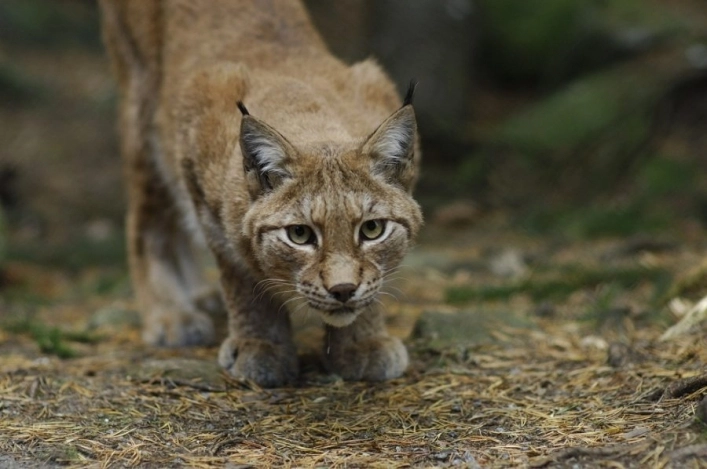 zobacz camping - zdjęcie 10