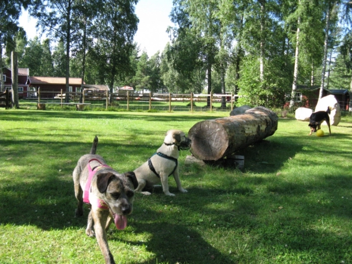 zobacz camping - zdjęcie 25