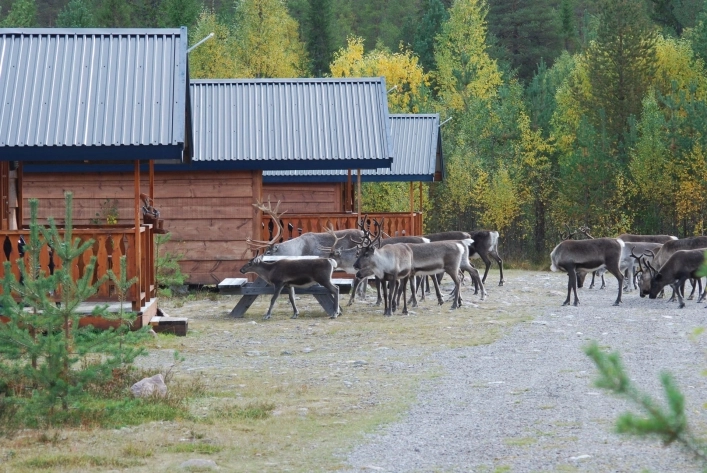 Sörälvens Fiske Camping - zdjęcie 1