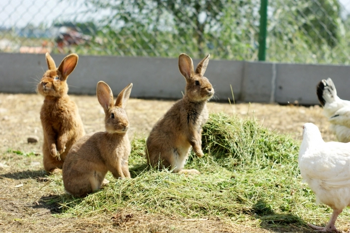 CamperPark24 - przy agroturystyce Żabi Raj - zdjęcie 1