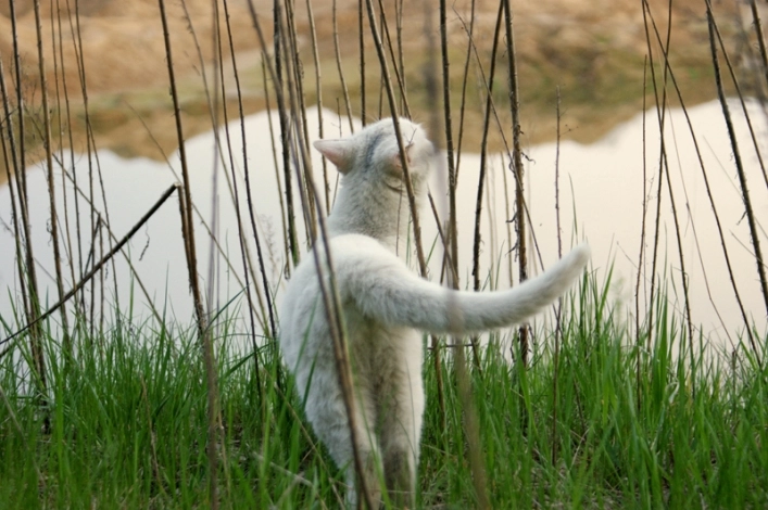 CamperPark24 - przy agroturystyce Żabi Raj - zdjęcie 2