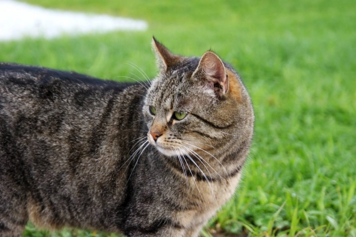 CamperPark24 - przy agroturystyce Żabi Raj - zdjęcie 3