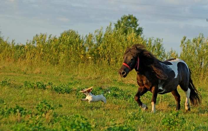 CamperPark24 - przy agroturystyce Żabi Raj - zdjęcie 4