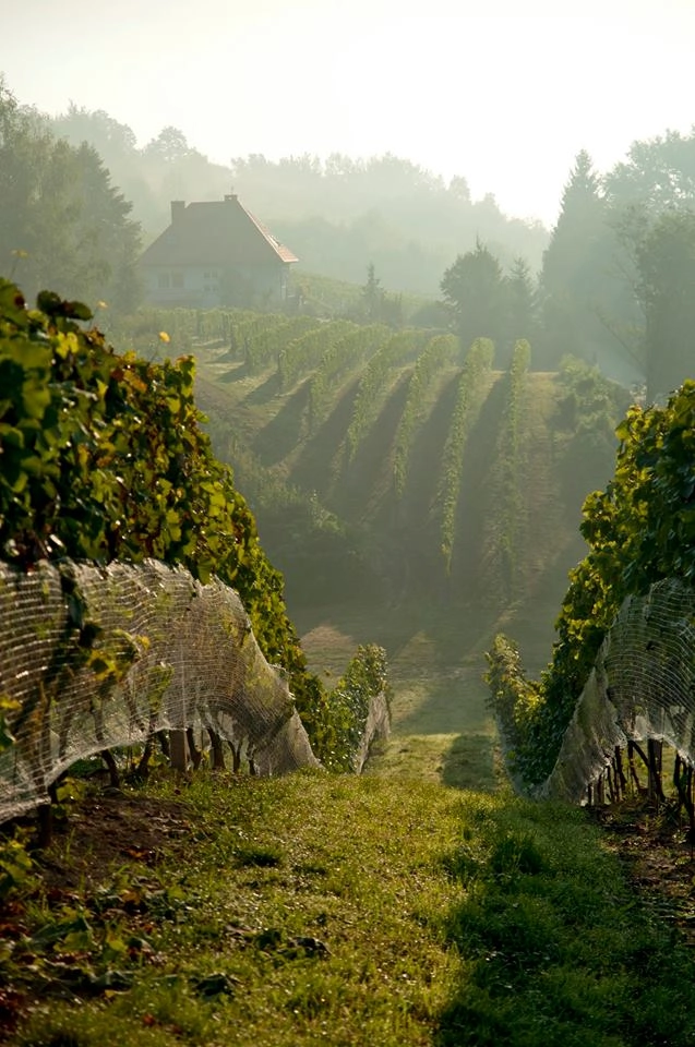 Winnica Sandomierska - zdjęcie 3