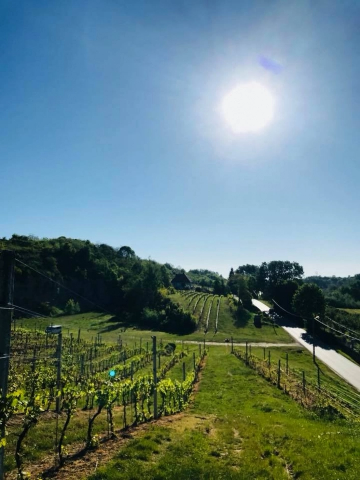 Winnica Sandomierska - zdjęcie 4