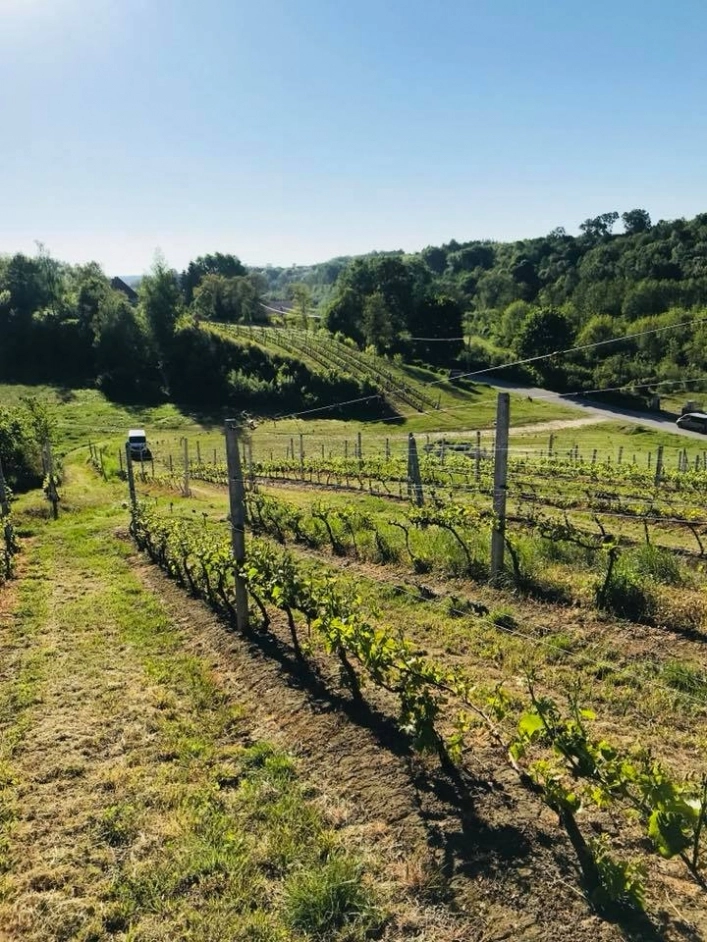 Winnica Sandomierska - zdjęcie 5