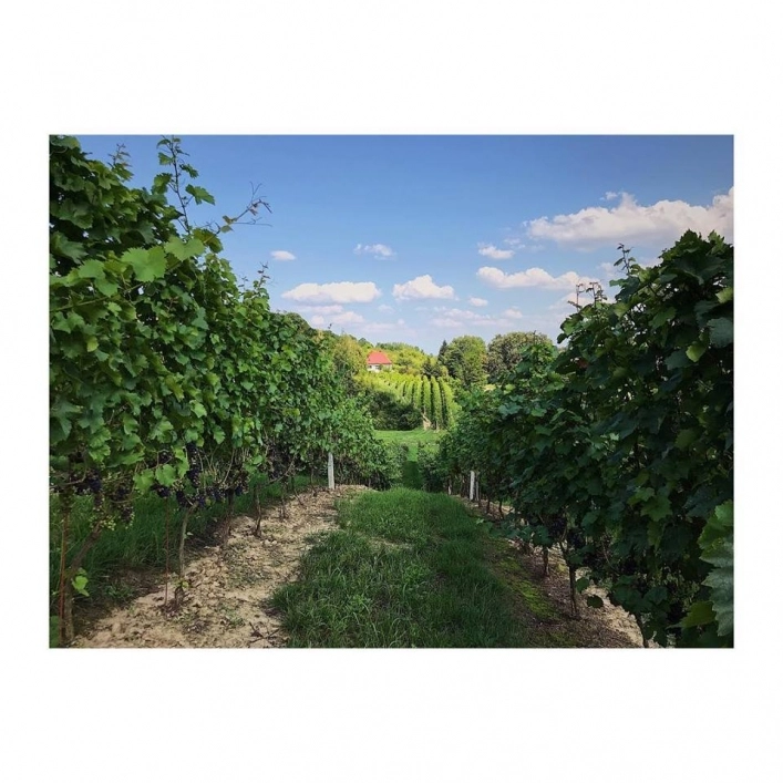 Winnica Sandomierska - zdjęcie 6