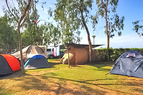 Camping Eucaliptus