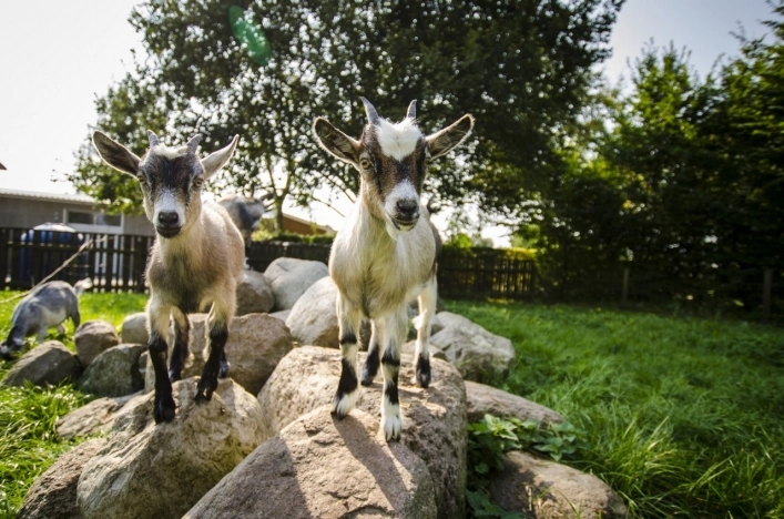 Lægårdens Camping - zdjęcie 1