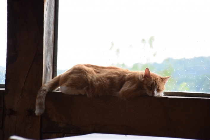 Vammen Camping - zdjęcie 2