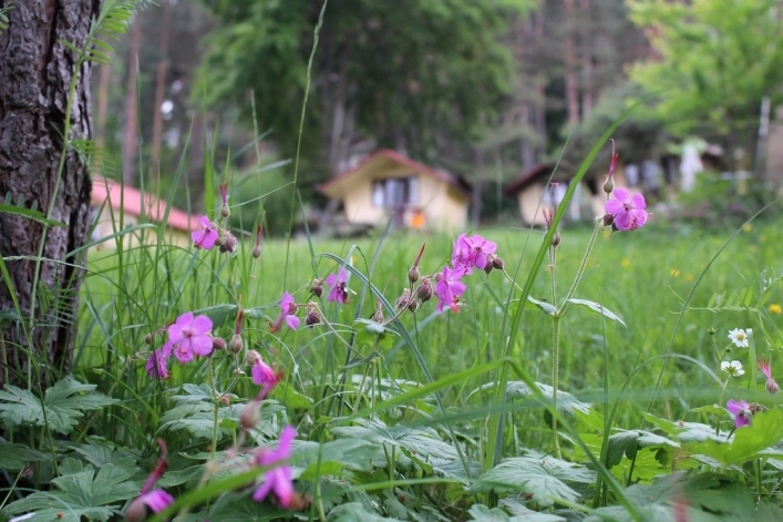 Na Zeleno + camping - zdjęcie 1