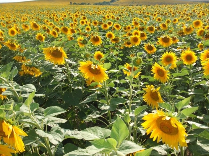 zobacz camping - zdjęcie 16