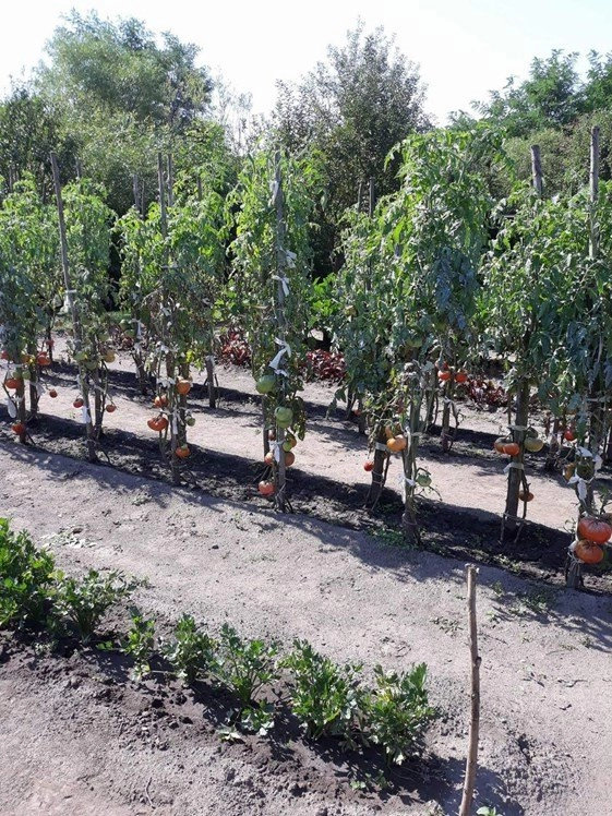 CBB-Siebenbürgen - zdjęcie 2