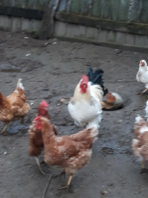 CBB-Siebenbürgen - zdjęcie 1