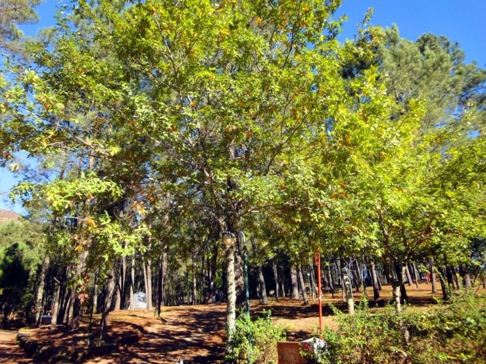 Camping site Lima Escape (Entre-ambos-os-rios) - zdjęcie 1