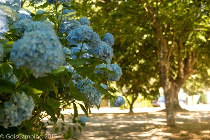 Góis Camping - zdjęcie 2