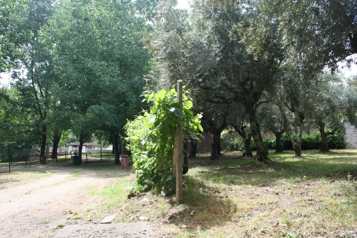 Parque de Campismo Municipal de Serpins - zdjęcie 1
