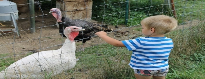 zobacz camping - zdjęcie 9