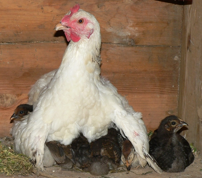 zobacz camping - zdjęcie 12