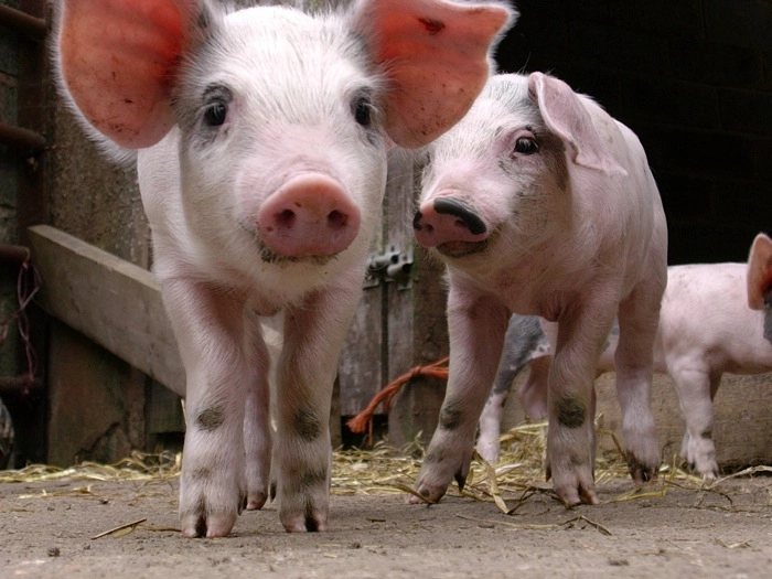 Exmoor Camping Westermill Farm - zdjęcie 2