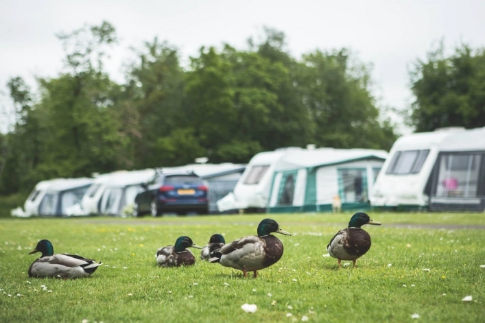 Forest Glade Holiday Park - zdjęcie 3