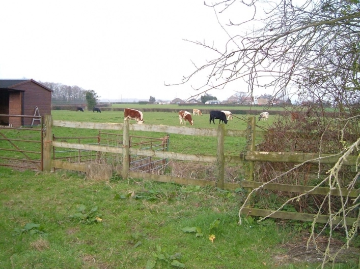 Green Pastures Caravan Park - zdjęcie 2