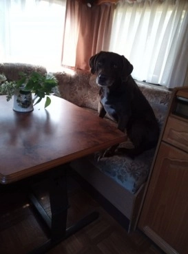                         TABBERT - przyczepa kempingowa, camping, wynajmę - wolne terminy!  - zdjęcie 2
                        