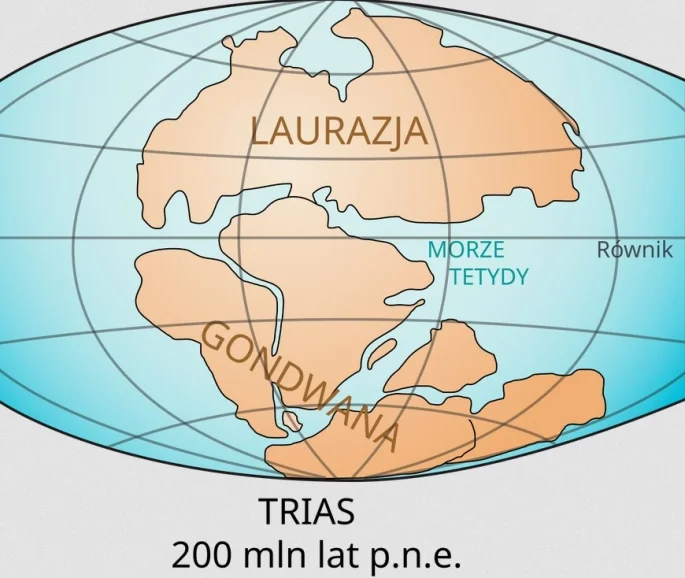Gdzie można obejrzeć szkielety wielorybów na pustyni?  4