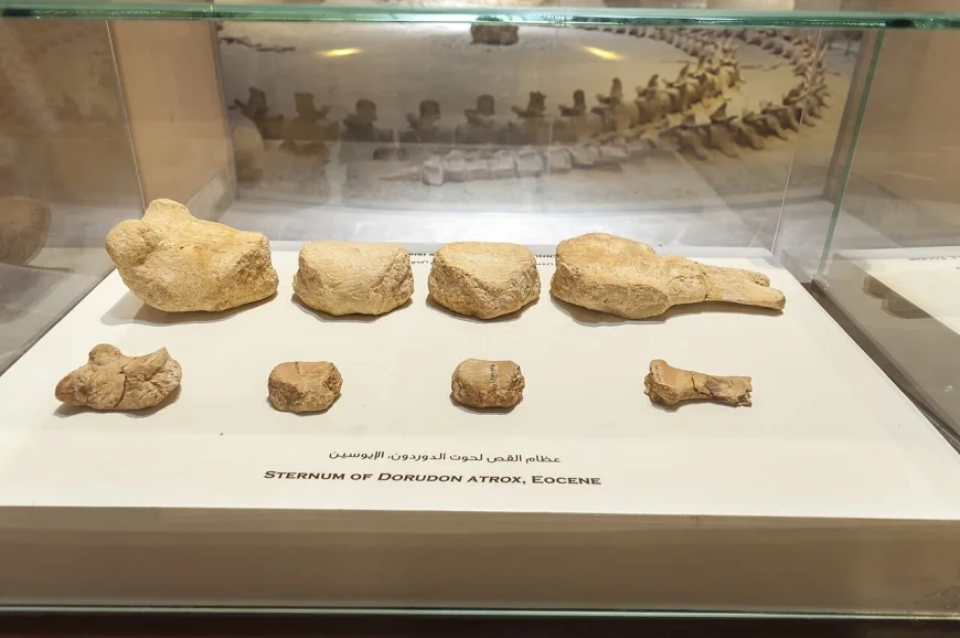 Gdzie można obejrzeć szkielety wielorybów na pustyni?  2