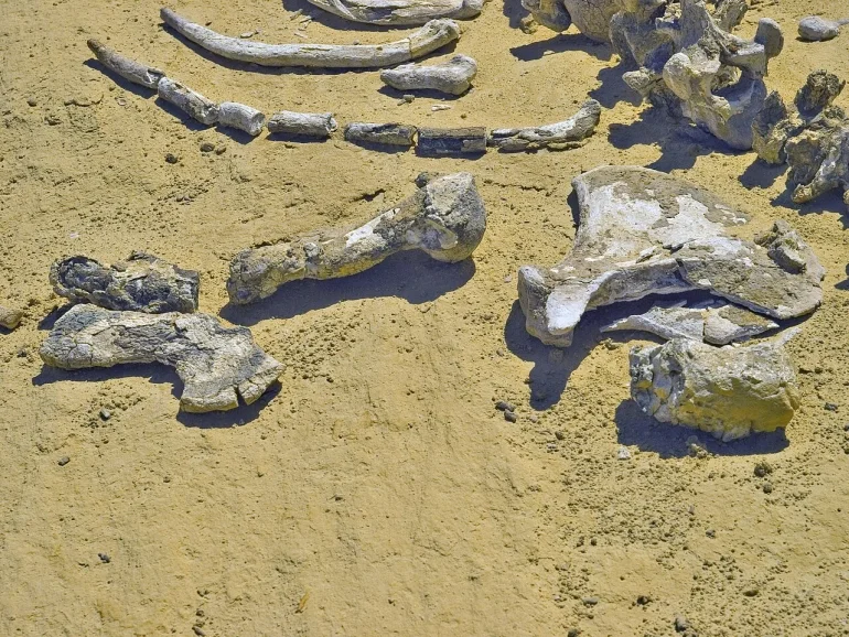 Gdzie można obejrzeć szkielety wielorybów na pustyni?  10