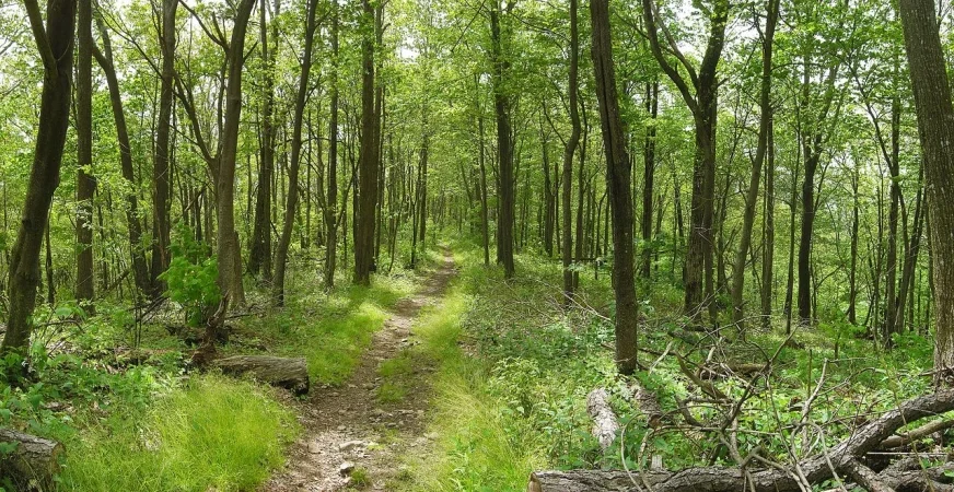 Szlak Appalachów. 3500 km spaceru przez dzikie ostępy 10