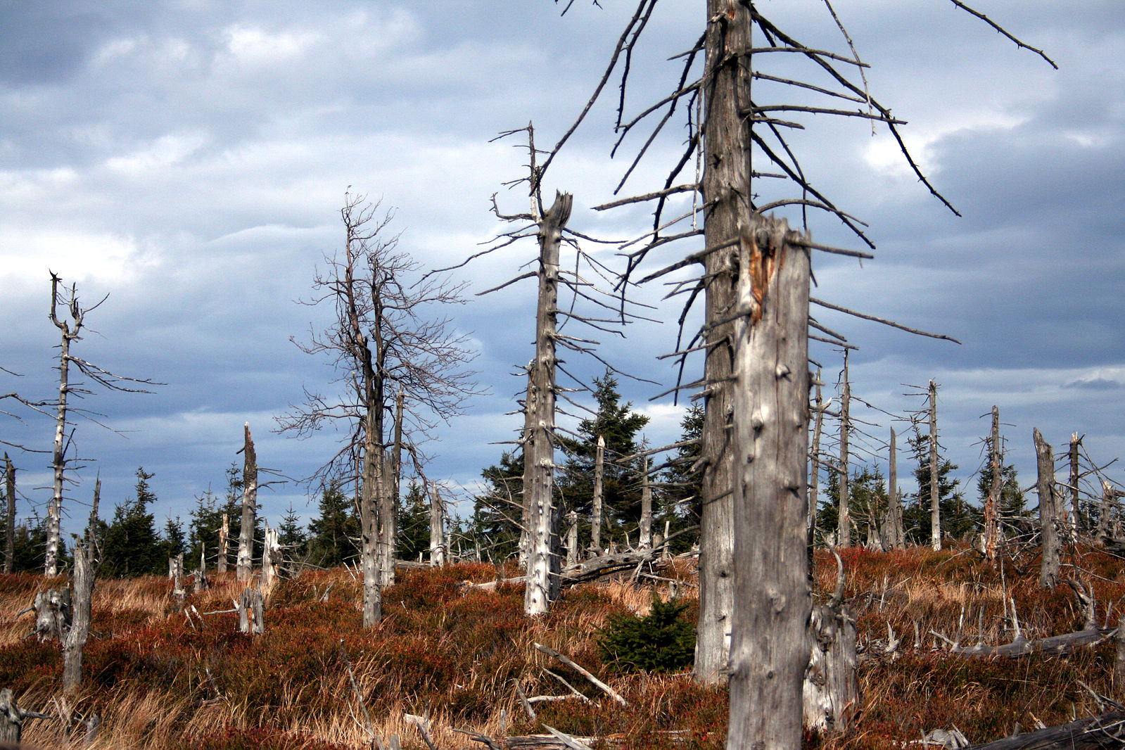 Góry Sowie atrakcje: wymarły las