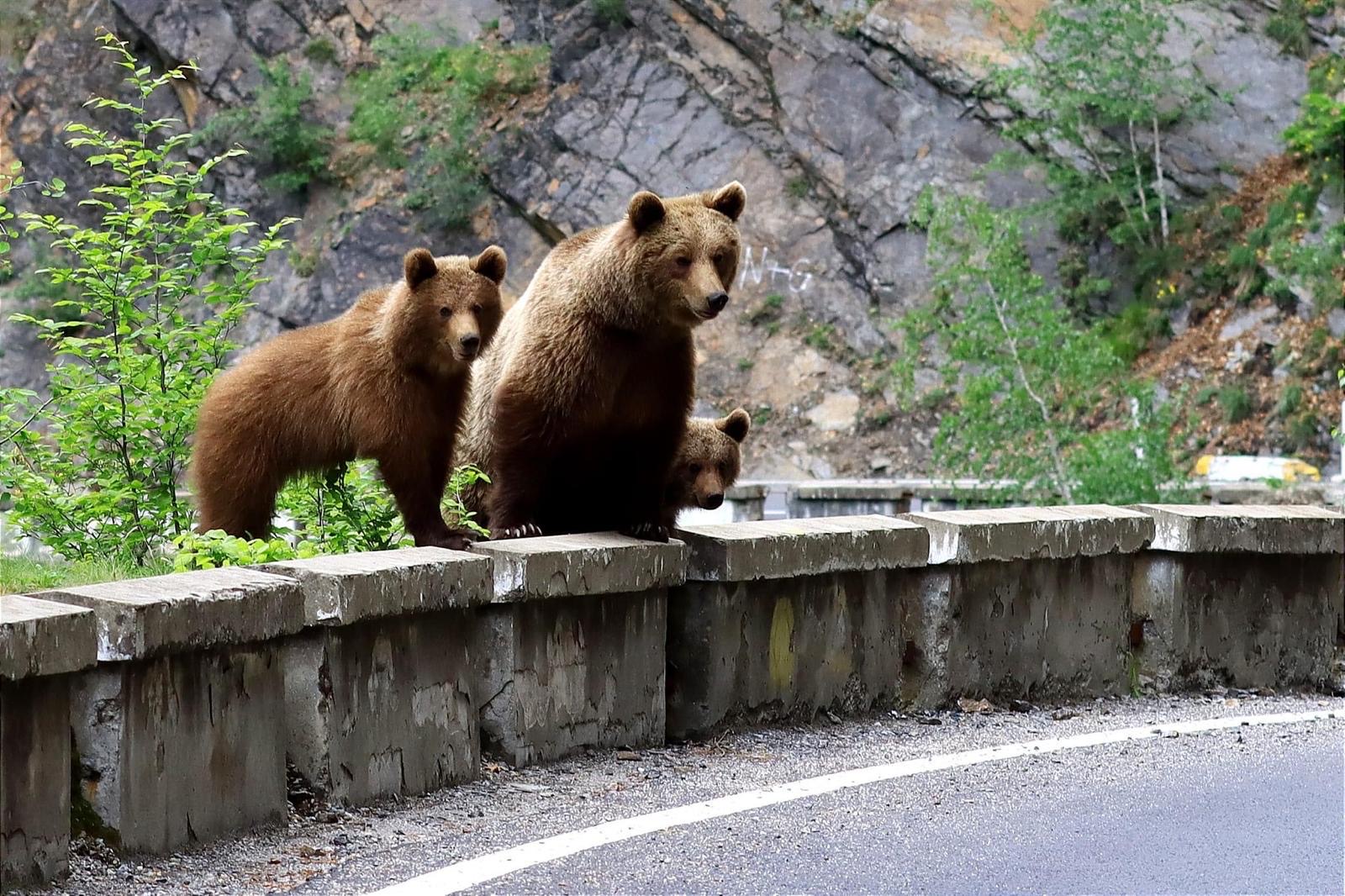 Najpiękniejsze drogi w Europie - Transfogalska 