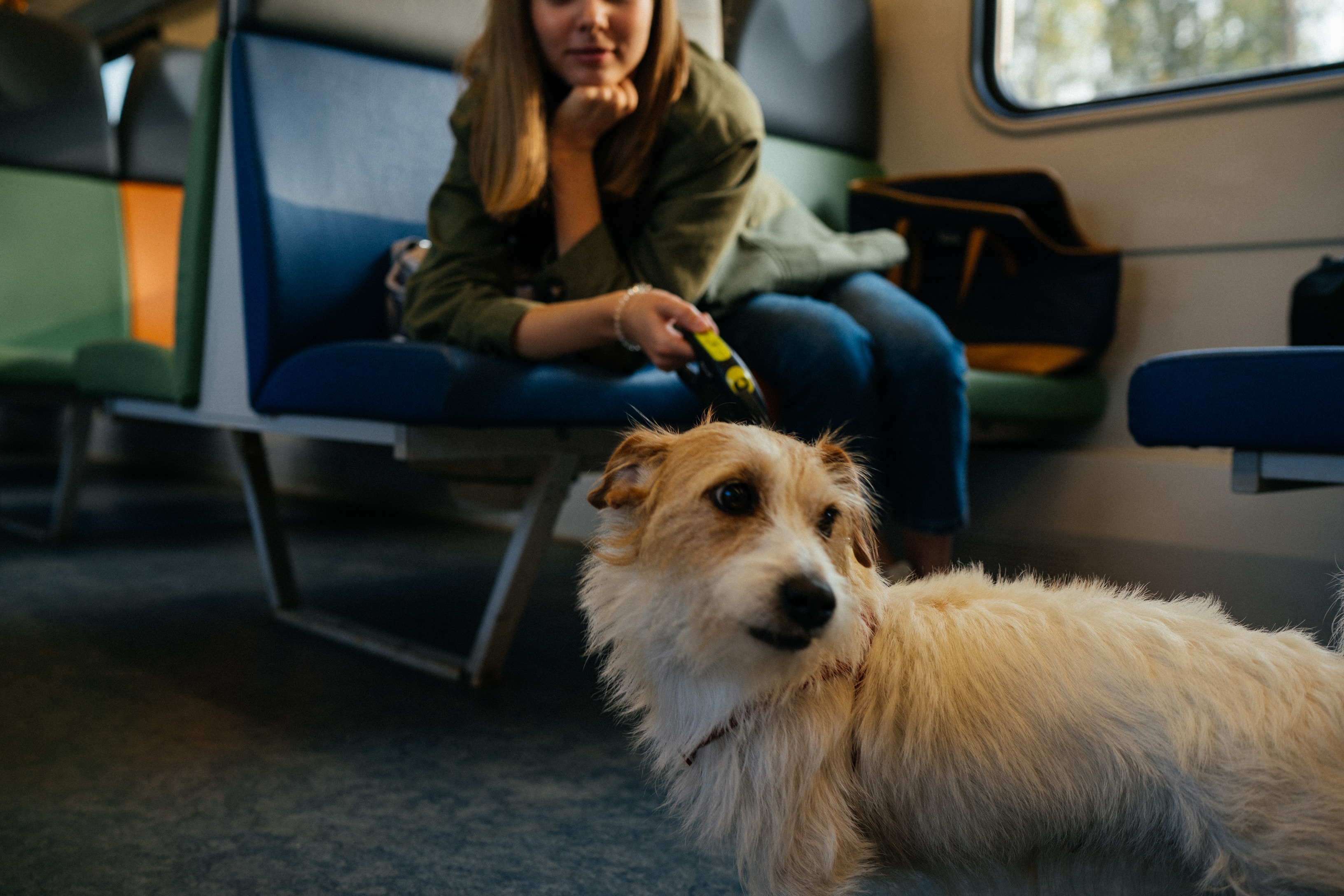 wakacje z psem - przewóz psa w pociągu